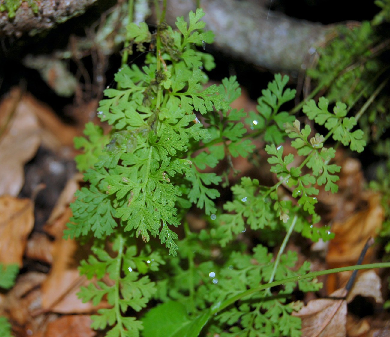 Cystopteris fragilis / Felcetta fragile